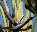 Giant Bird of Paradise flower