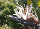 Giant Bird of Paradise flower