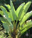 Giant Bird of Paradise leaves