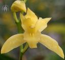 Yellow Cymbidium flower