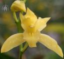 Yellow Cymbidium flower
