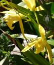 Cymbidium flowers