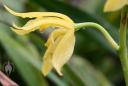 Cymbidium flower side view