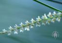 Dendrochilum tenellum flowers close-up