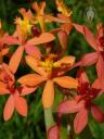 Orange Epidendrum flowers
