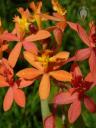 Orange Epidendrum flowers