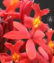 Epidendrum flowers