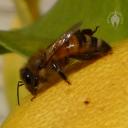 Honeybee on a lemon