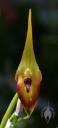 Masdevallia flower