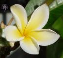 Plumeria flower