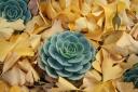Succulents with fallen gingko leaves