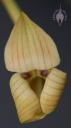 Trigonidium flower