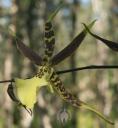 Miltassia flower