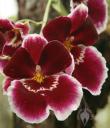 Miltonia flowers