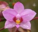 Spathoglottis flower