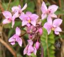 Spathoglottis flowers