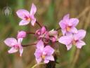 Spathoglottis flowers