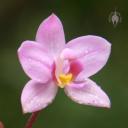 Spathoglottis flower