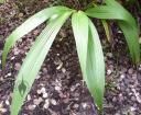 Spathoglottis leaves