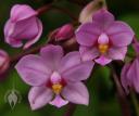 Spathoglottis flowers