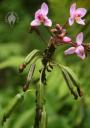 Spathoglottis flowers and seed pods