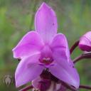 Spathoglottis flower on Maui