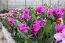 Cattleya flowers on greenhouse bench
