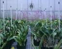 Orchids and spray misters
