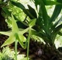 Angraecum sesquipedale flowers and plant