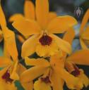 Cattleya flowers