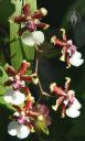 Chocolate-scented Oncidium flowers