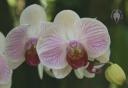 Phalaenopsis flowers