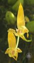 Bulbophyllum flowers