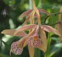 Brassolaelocattleya flowers