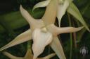 Angraecum sesquipedale flower