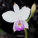 Arundina flower and bud