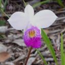 Arundina flower