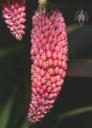 Elleanthus flowers