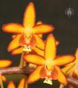 Eriopsis flowers