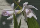 Bletilla flowers