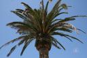 Canary Island Date Palm