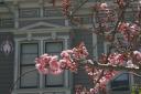 Cherry blossoms with Victorian architecture in background