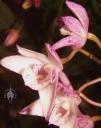 Dendrobium flowers - pink form