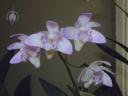 Dendrobium flowers - purple form