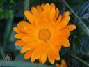 Orange flower