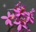 Epidendrum flowers