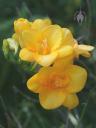 Freesia flowers