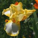 Iris flower