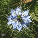 Nigella flower