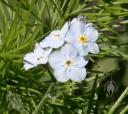 Forget-me-not flowers